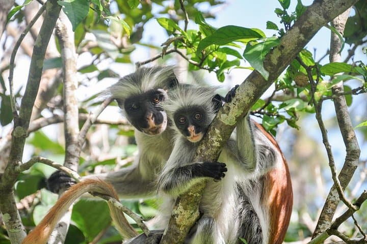 Jozani Forest and The Rock Restaurant: Half-Day Wildlife Walk and Coastal Lunch in Zanzibar