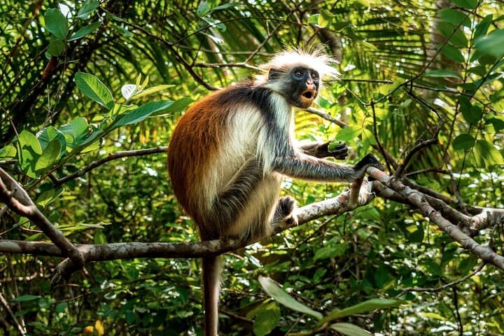 Jozani Forest and The Rock Restaurant: Half-Day Wildlife Walk and Coastal Lunch in Zanzibar photo 3