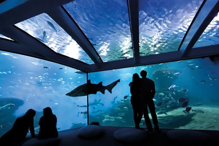 Skip-the-Line Ticket & Transfer to Palma Aquarium — Roundtrip Pickup from East Mallorca photo 3