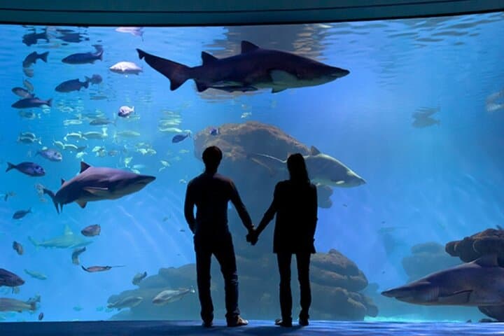 Skip-the-Line Ticket & Transfer to Palma Aquarium — Roundtrip Pickup from East Mallorca photo 4
