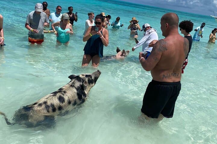 Private Rose Island Snorkel Charter — Turtles, Reefs & Sandy Beaches photo 3