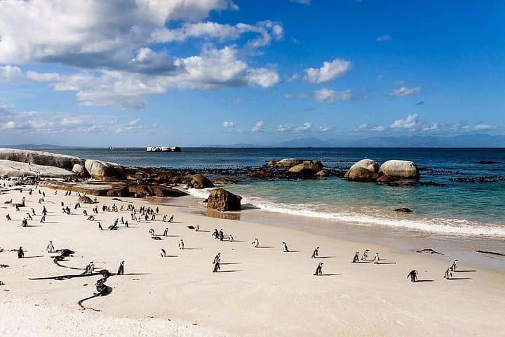 Private Cape Peninsula Day Tour: Boulders Beach Penguins & Cape Point National Park photo 1