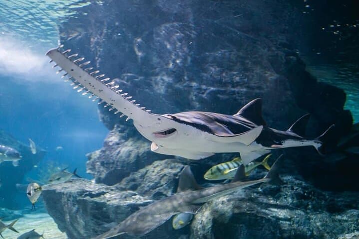 Explore SEA LIFE Bangkok Ocean World & Madame Tussauds: Practical Visitor Guide photo 5