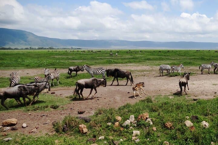 Northern Tanzania 5-Day Private Adventure Camping Safari: Serengeti, Ngorongoro & Tarangire