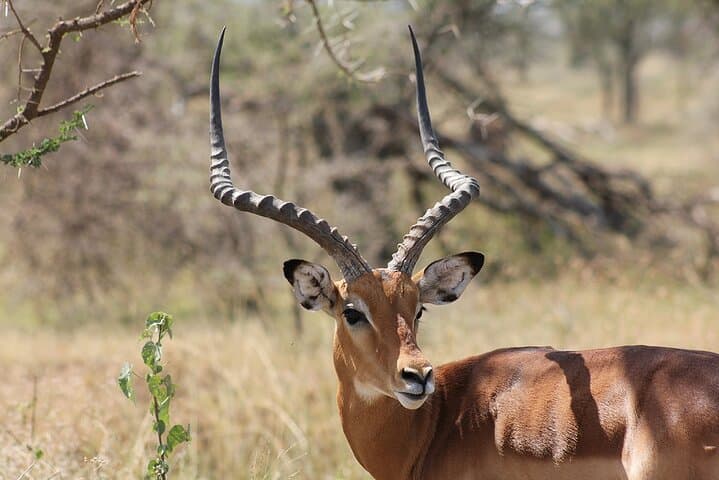Northern Tanzania 5-Day Private Adventure Camping Safari: Serengeti, Ngorongoro & Tarangire photo 3