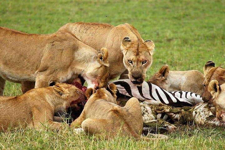 Northern Tanzania 5-Day Private Adventure Camping Safari: Serengeti, Ngorongoro & Tarangire photo 6
