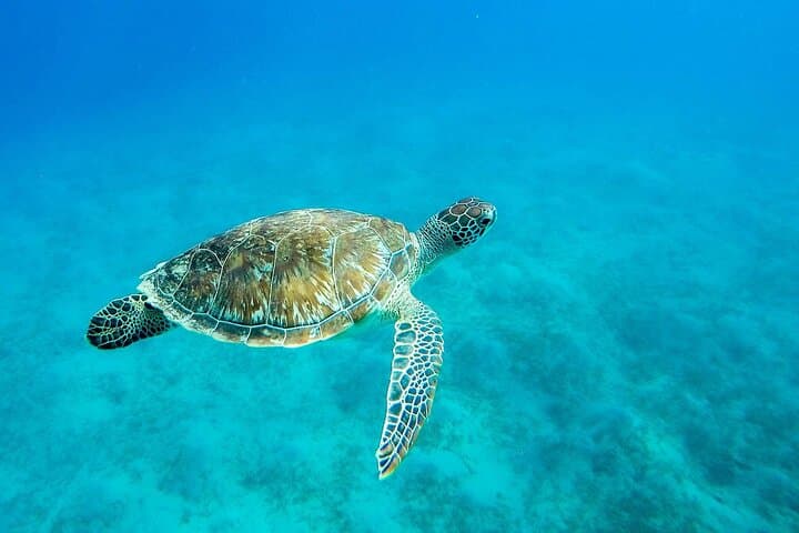 Eden Island Luxury Snorkel Trip from Hurghada — Red Sea Day Cruise photo 3