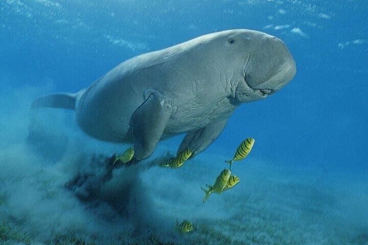 Marsa Mubarak Boat Trip: Snorkel with Turtles & Dugongs from Marsa Alam photo 4