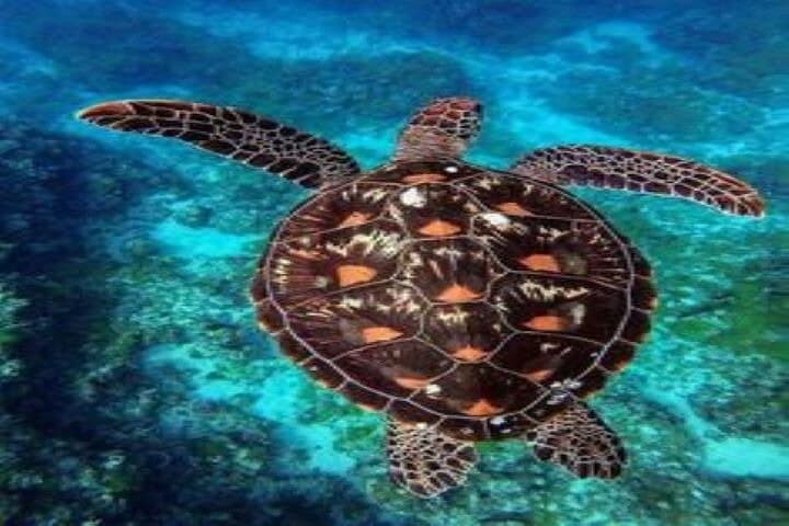 Marsa Mubarak Intro Diving & Boat Trip — Mekkey's Room, Reefs & Wreck photo 6