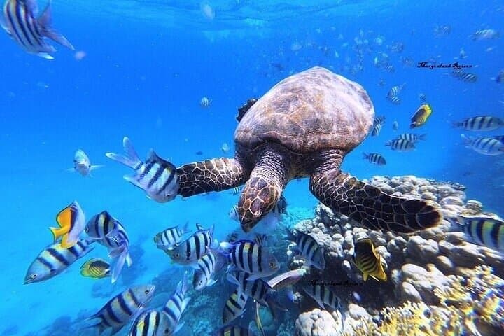 Marsa Mubarak Intro Diving & Boat Trip — Mekkey's Room, Reefs & Wreck