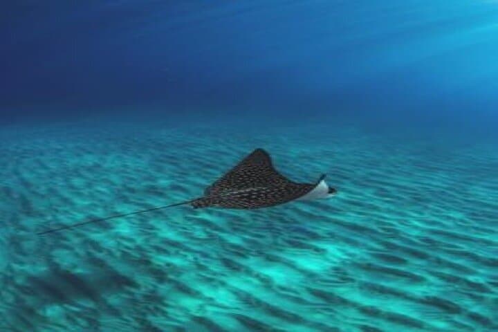 Marsa Mubarak Intro Diving & Boat Trip — Mekkey's Room, Reefs & Wreck photo 4