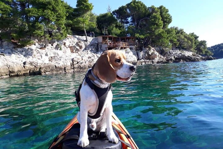 Sea Kayaking Cavtat: 3‑Hour Guided Adriatic Paddle from Cavtat