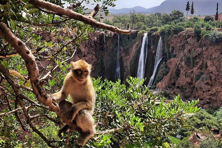 Day Trip to Ouzoud Waterfalls from Marrakech — Hike, Monkeys & Moroccan Lunch photo 2