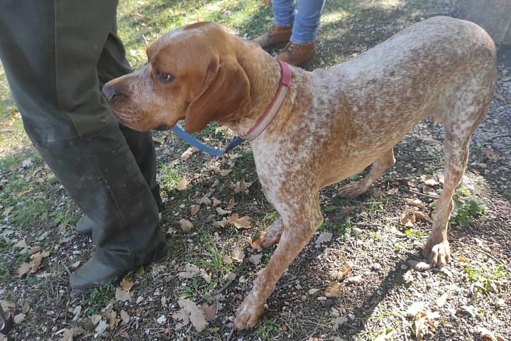 Truffle Hunting in Umbria: Day Trip with Lunch and Spello Guided Tour photo 2
