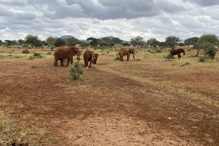 4-Day Elephant Safari in Tanzania: Serengeti & Ngorongoro Sustainable Wildlife Experience photo 4