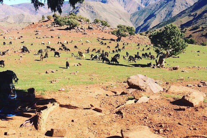 Imlil Full-Day Atlas Hike with Berber Village Visit from Marrakech photo 5
