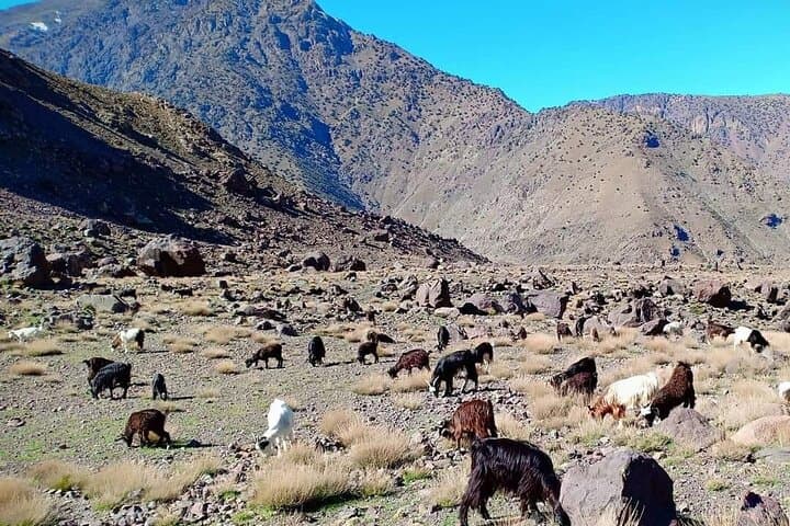 Imlil Full-Day Atlas Hike with Berber Village Visit from Marrakech photo 6