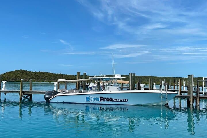 Half-Day Swimming Pigs & Snorkel at Rose Island — Nassau Boat Excursion photo 4