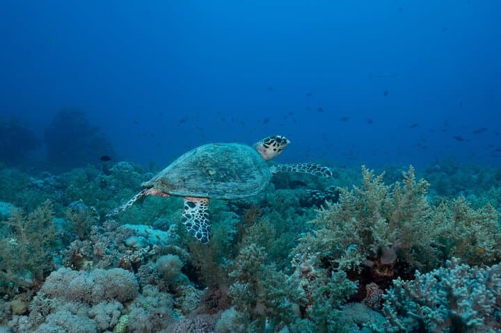 Semi-Submersible Reef Explorer: Port Vila Harbour Marine Tour photo 5