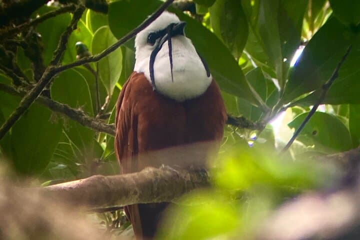 Monteverde Birdwatching Experience: Morning Guided Tour in the Cloud Forest photo 3