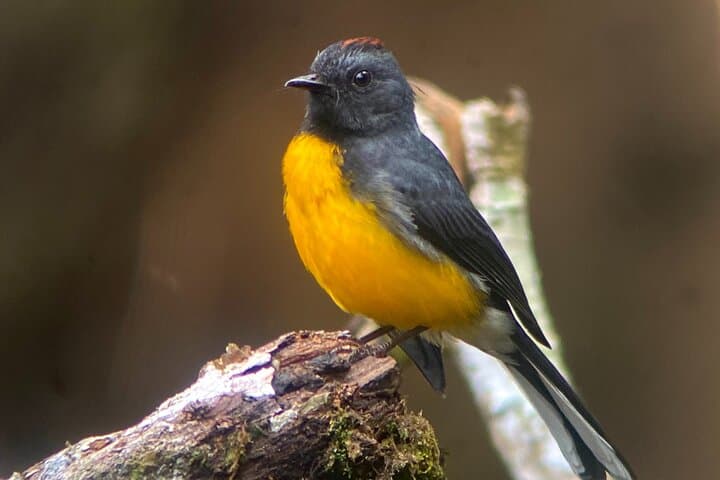 Monteverde Birdwatching Experience: Morning Guided Tour in the Cloud Forest photo 4