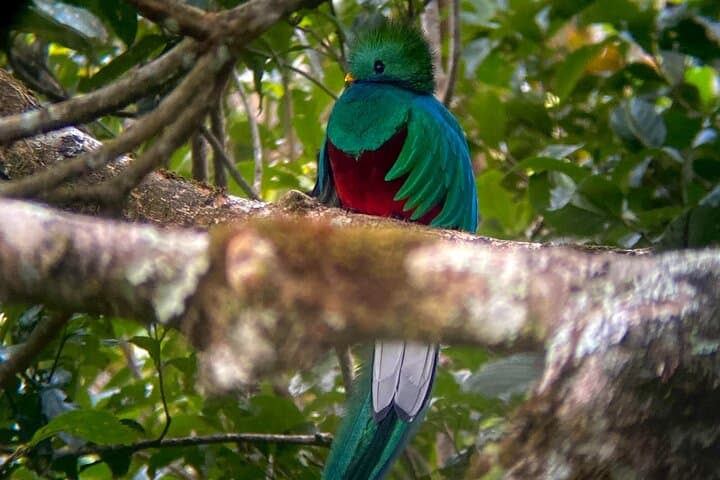 Monteverde Birdwatching Experience: Morning Guided Tour in the Cloud Forest