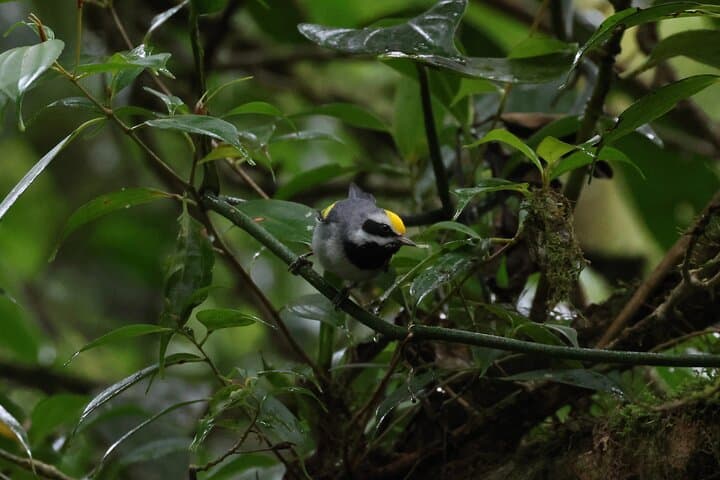 Monteverde Birdwatching Experience: Morning Guided Tour in the Cloud Forest photo 6
