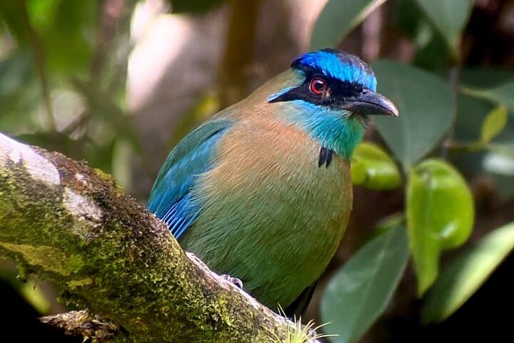 Monteverde Birdwatching Experience: Morning Guided Tour in the Cloud Forest photo 5