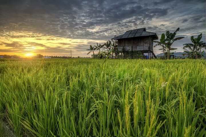 Paddy Field and Fishing Tour in Tanjong Karang — Tractor Rides, Rice Planting & Local Fishing photo 5