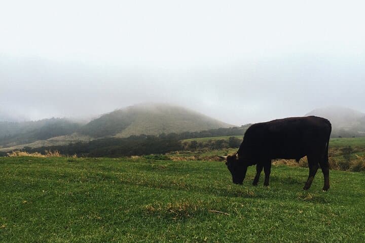 One-Day Hike in Taipei's Yangmingshan National Park: Qixing, Qingtiangang & Xiaoyoukeng photo 2