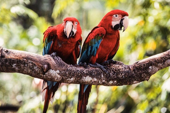 Singapore River Safari & Jurong Bird Park: River Wonders and Avian Encounters with Transfer photo 2