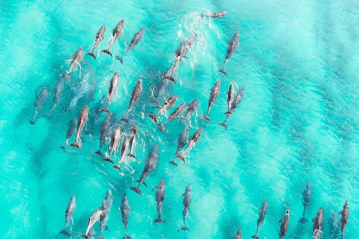 Kizimkazi Dolphin Adventure: Morning Dhow Safari in Zanzibar photo 2