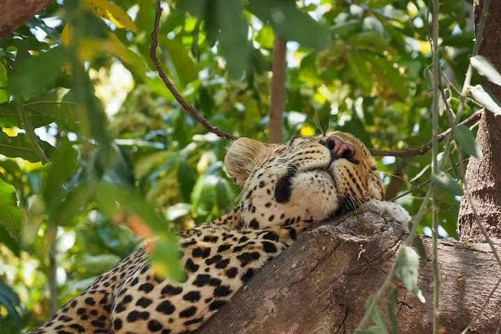 Half-Day Chobe Safari with Lunch: Boat Cruise and 4x4 Game Drive from Kasane photo 4