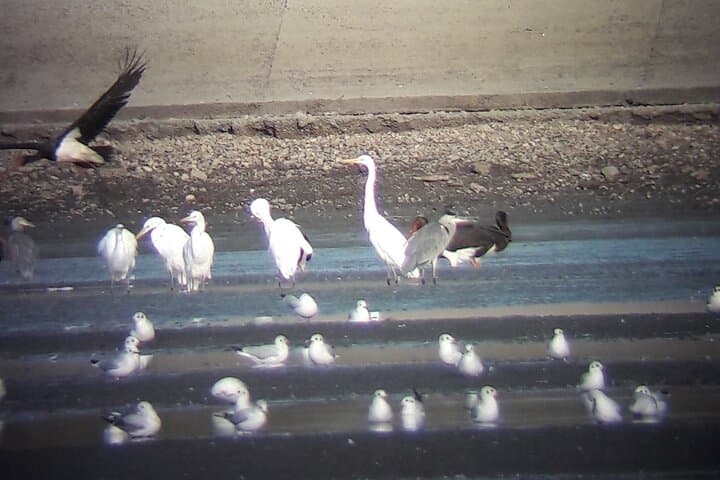 Birds of the Carpathian Delta: 3-Hour Private Wetlands Birdwatching from Brasov photo 1