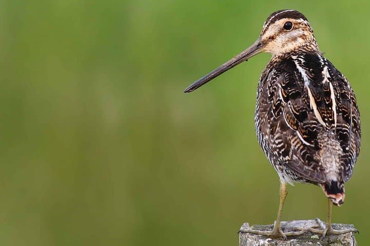 Birds of the Carpathian Delta: 3-Hour Private Wetlands Birdwatching from Brasov photo 4