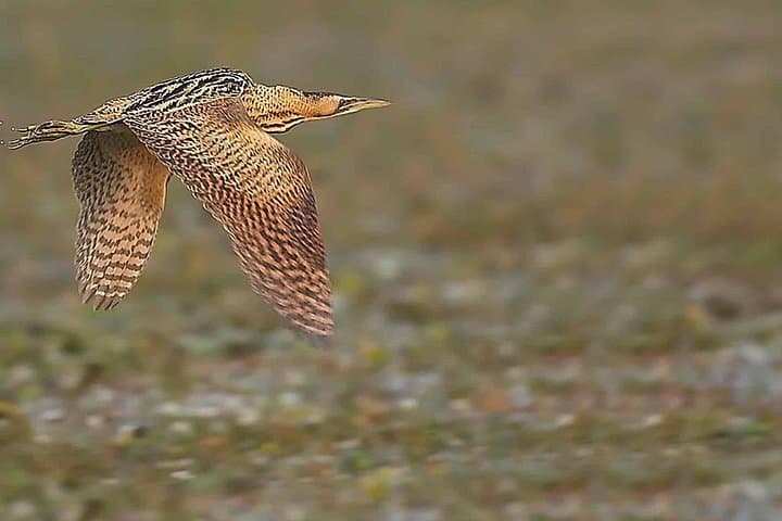 Birds of the Carpathian Delta: 3-Hour Private Wetlands Birdwatching from Brasov photo 2