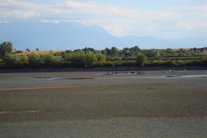 Birds of the Carpathian Delta: 3-Hour Private Wetlands Birdwatching from Brasov photo 3