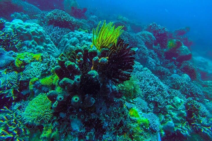 Blue Safari Zanzibar: Full-Day Dhow Trip to the Blue Lagoon & Kwale Island photo 2