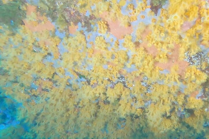 Advanced Open Water Diver Course at Capo Carbonara — 30m Mediterranean Deep Dives photo 3