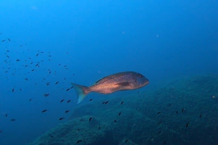 Advanced Open Water Diver Course at Capo Carbonara — 30m Mediterranean Deep Dives photo 5