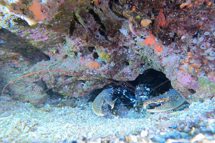 Two-Tank Dive at Capo Carbonara Marine Protected Area — Villasimius Certified Diver Excursion photo 3