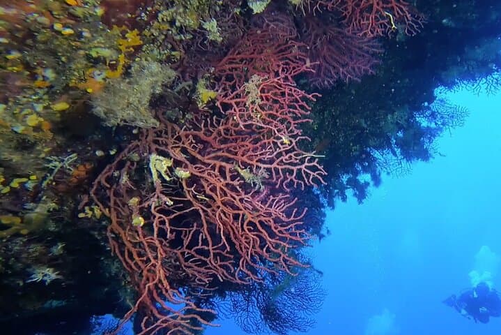 Two-Tank Dive at Capo Carbonara Marine Protected Area — Villasimius Certified Diver Excursion photo 6