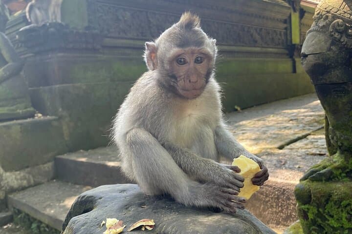 Ubud Private Tour: Monkey Forest, Tegalalang Rice Terraces & Waterfall Day Trip