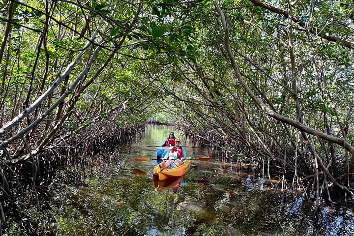 Paddling Fort Lauderdale’s Mangrove Tunnels: Guided Eco Kayak Tour photo 1