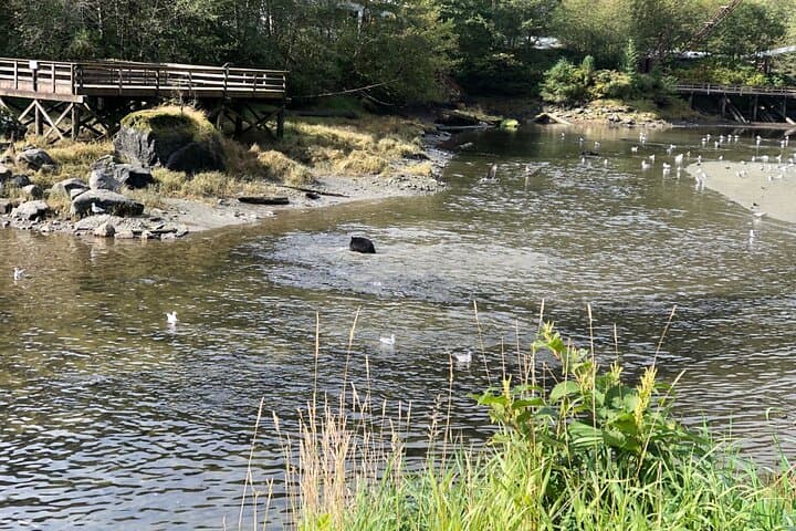 Explore Ketchikan’s Hidden Corners on an Exclusive Premier Private Tour photo 6
