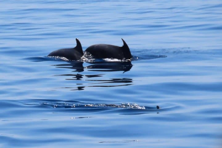 3-Island Kos Cruise: Platy, Kalymnos & Pserimos Day Trip with Hotel Transfer photo 2