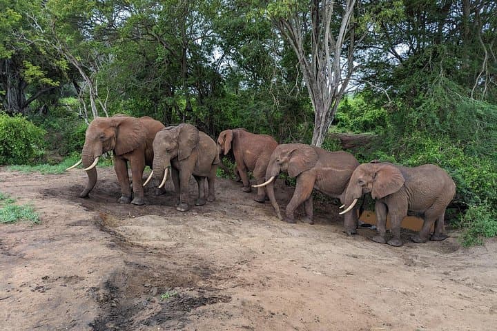 3-Day Safari: Tsavo East & Taita Hills Salt Lick Lodge from Diani photo 3