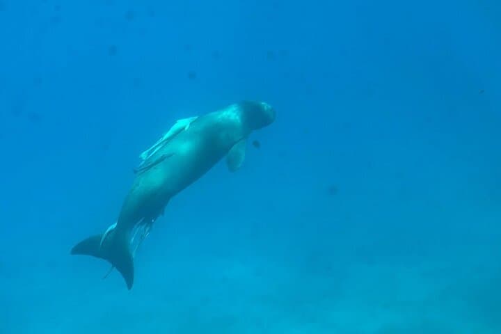 Nefertari Cruise Marsa Alam — Submarine Views & Snorkel at Turtles Bay photo 6