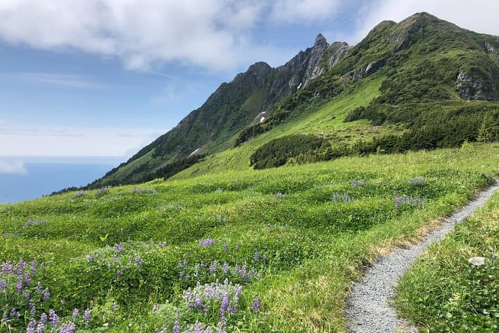 Guided Hikes in Sitka: Tongass Trails, Alpine Wildflowers & Brewery Finish