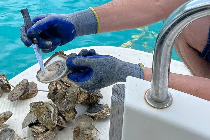 Peljeac-Oysters-and-Wine-Boat-Tour-from-Dubrovnik-Ston-Hodilje-Skurla